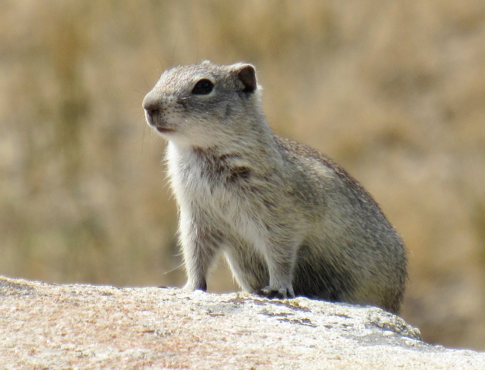 Squirrels in California