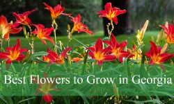 12 Best Flowers to Grow in Georgia (Complete Guide with Pictures)