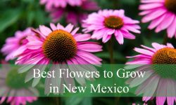 12 Best Flowers to Grow in New Mexico (Ultimate Guide)
