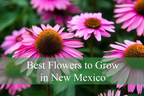 Best Flowers to Grow in New Mexico