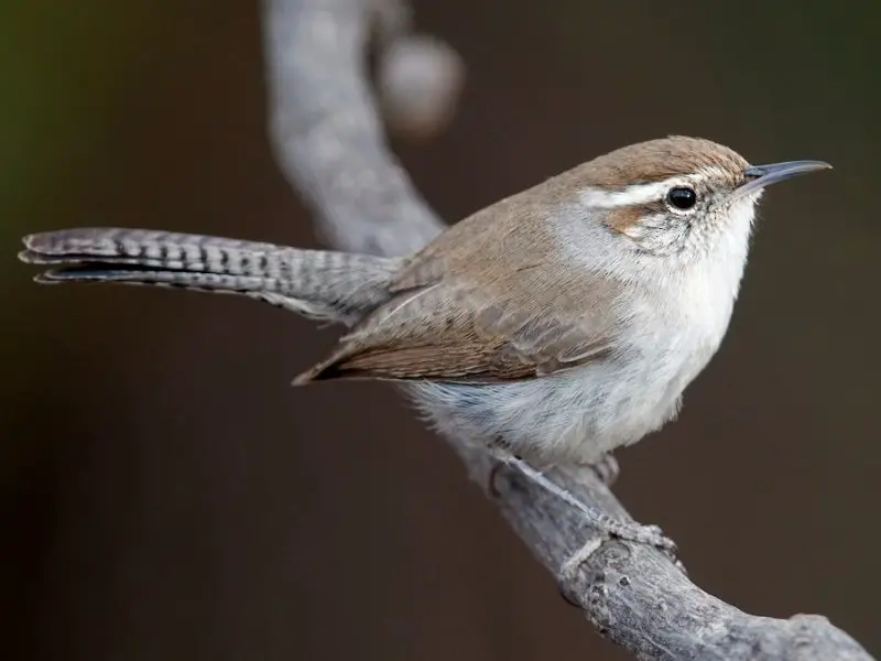 Types of Birds in California
