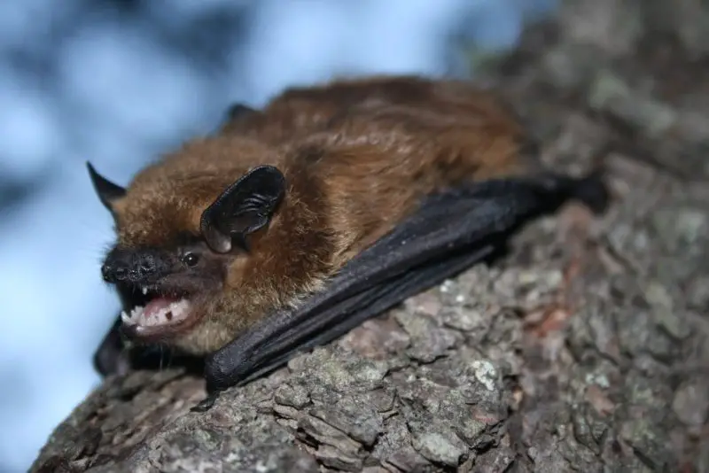 Types of Bats in Idaho