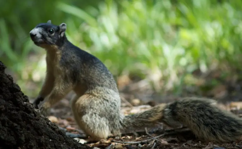 Squirrels in Florida