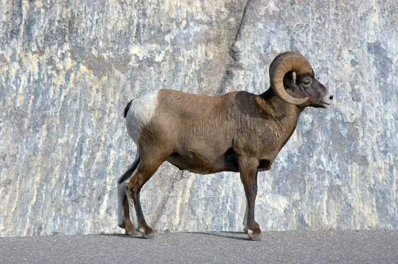 Wild Animals in South Dakota