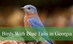 8 Birds With Blue Tails in Georgia (Pictures and Identification)