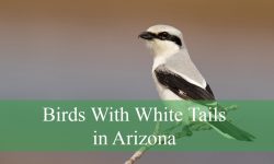 10 Birds With White Tails in Arizona (Pictures and Identification)