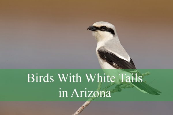 Birds With White Tails in Arizona