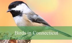 50 Birds in Connecticut (With Pictures and Identification)