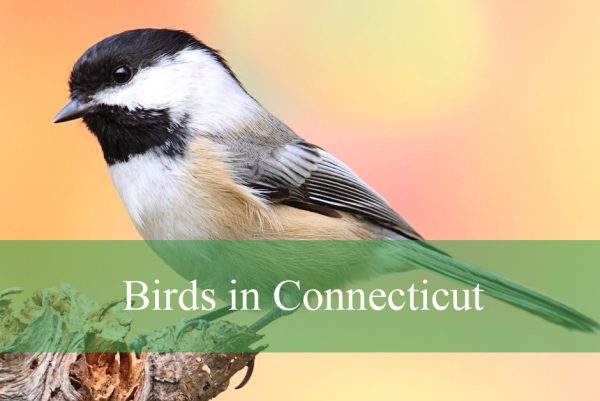 Birds in Connecticut