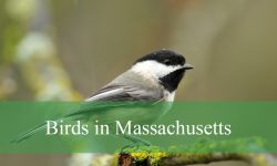 46 Birds in Massachusetts (With Pictures and Identification)