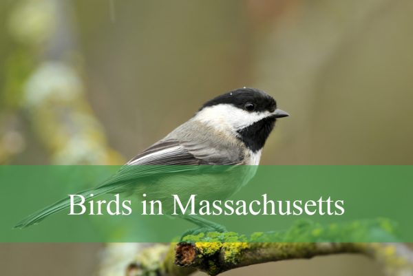 Birds in Massachusetts