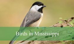 35 Most Common Birds in Mississippi (Pictures and Identification)