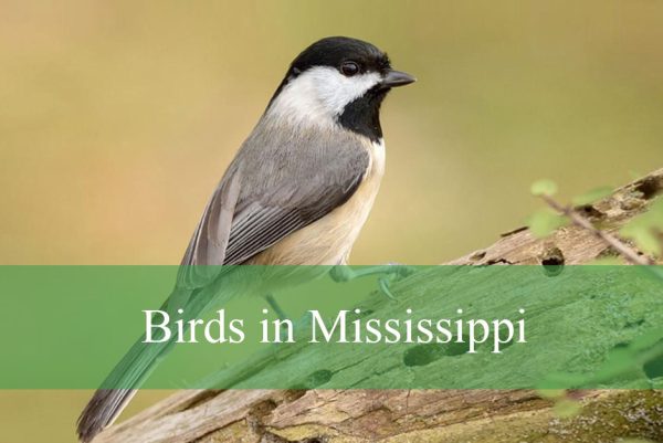Birds in Mississippi