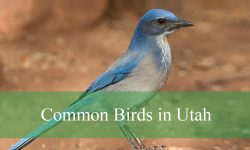 45 Common Birds in Utah (With Pictures and Identification)