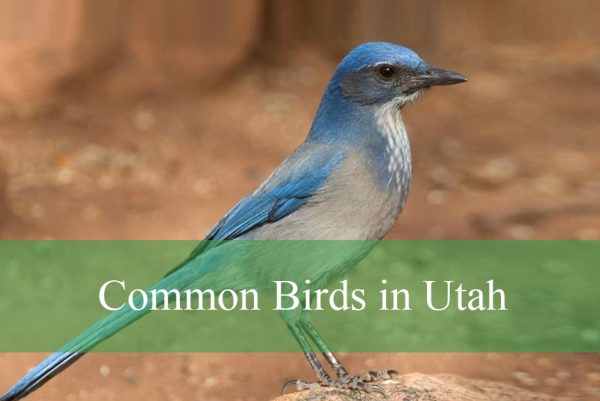 Birds in Utah