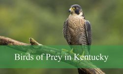 25 Birds of Prey in Kentucky (With Pictures and Identification)