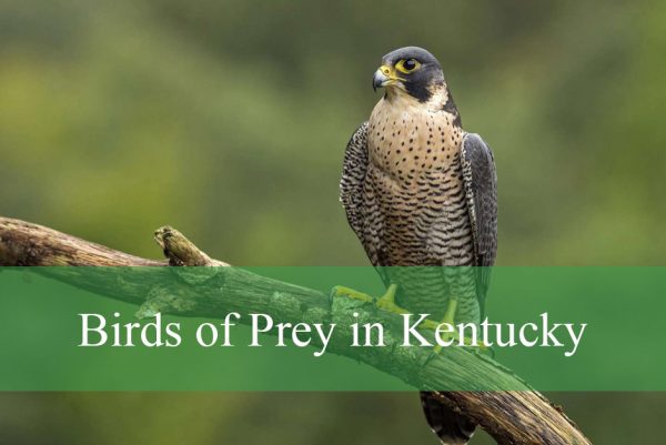 Birds of Prey in Kentucky