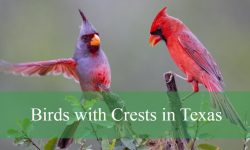20 Birds with Crests in Texas (With Pictures and Identification)