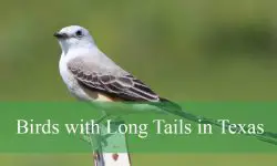 7 Birds with Long Tails in Texas (Pictures and Identification)