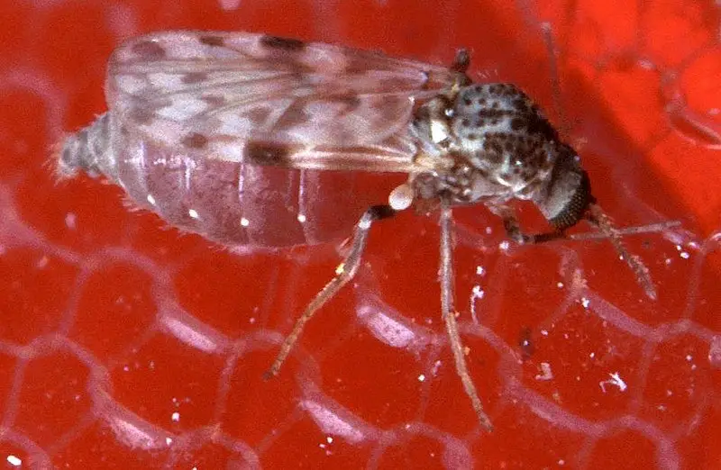 bugs in California