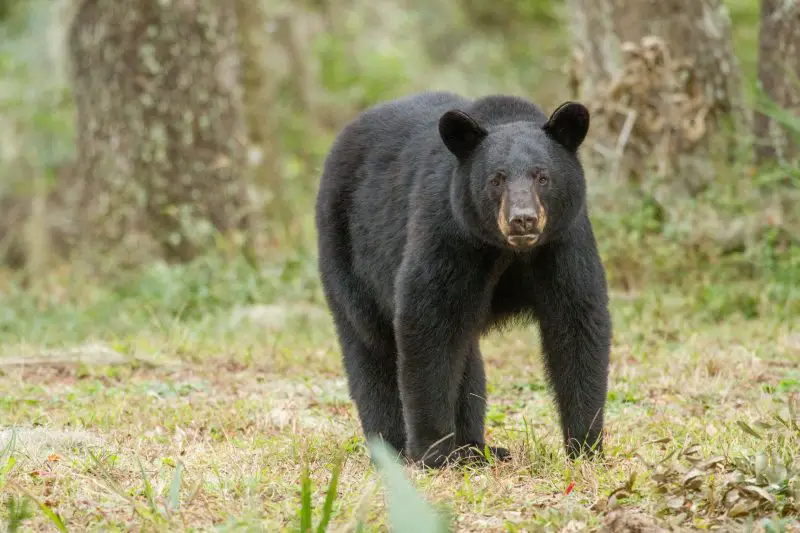 Most Dangerous Animals in Florida