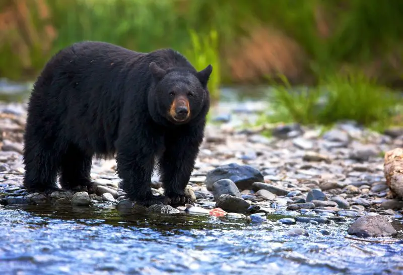 Wild Animals in South Dakota