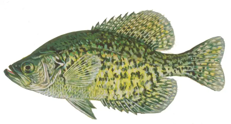 types of fish in florida