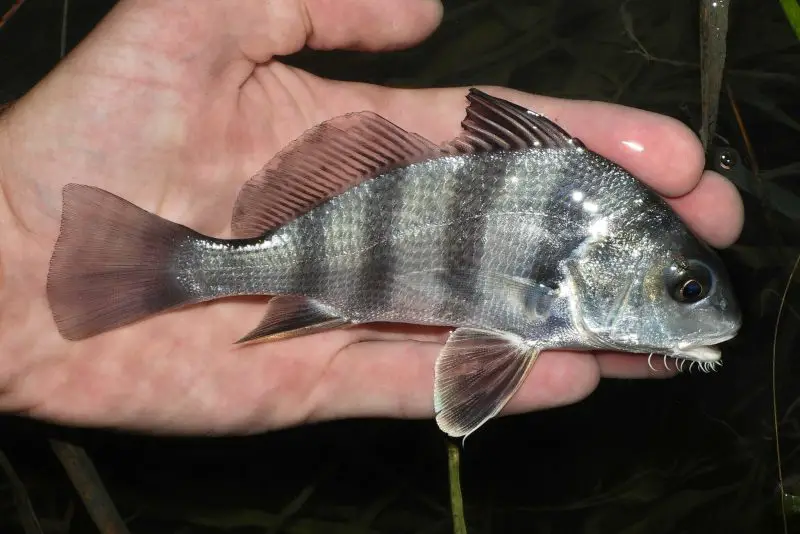 Types of Fish in Florida