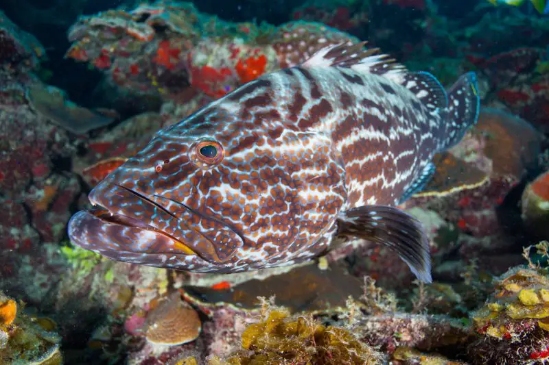 Types of Fish in Florida