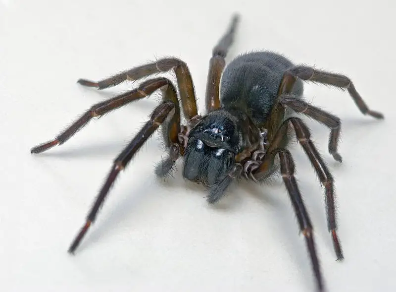 Types of Spiders in Montana