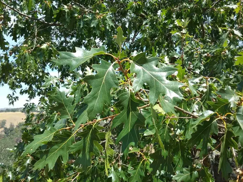 Types of Oak Trees in California
