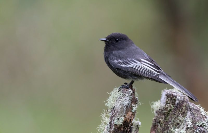 Types of Birds in California