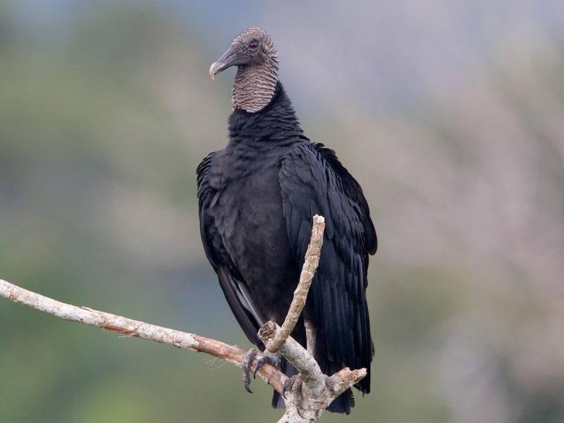 Types of Vultures in Texas