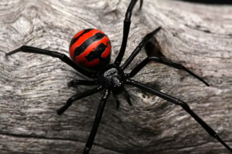 Venomous Spiders in New Mexico