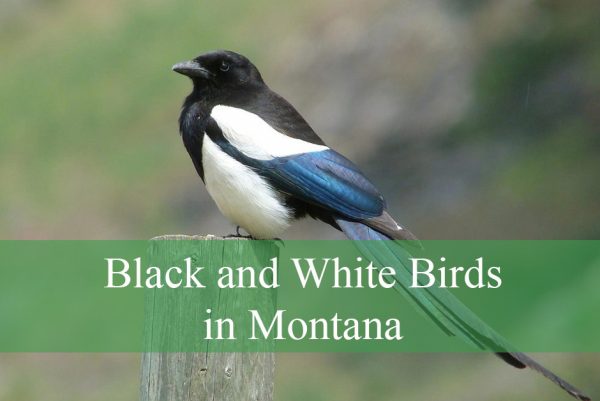 Black and White Birds Found in Montana