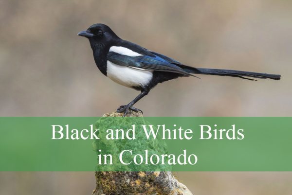 Black and White Birds in Colorado