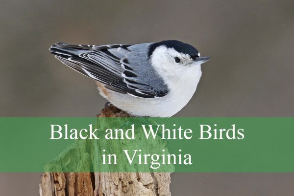 Black and White Birds in Virginia