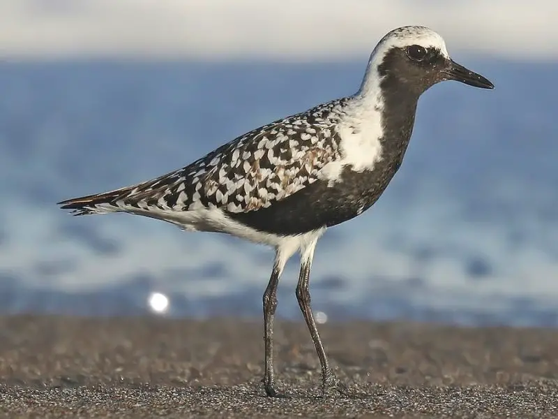 Shorebirds in Florida