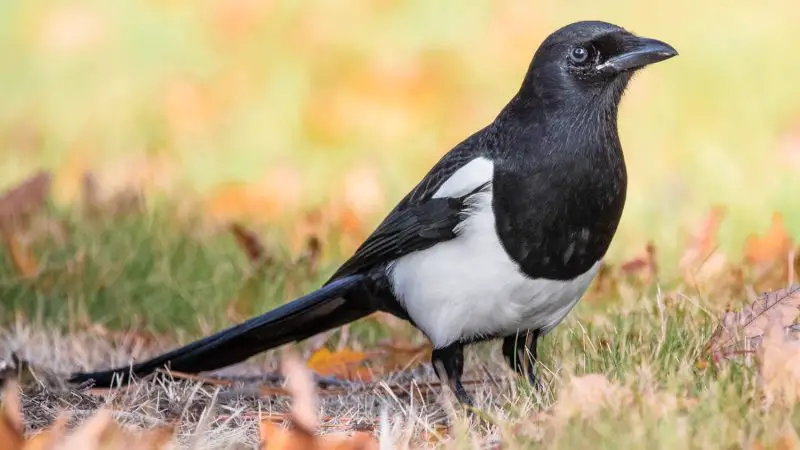 Crows and Magpies in Indiana