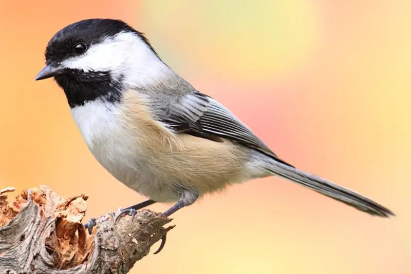 Birds in Connecticut