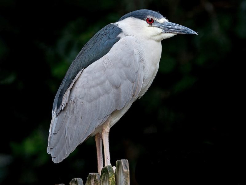 White Birds in North Carolina