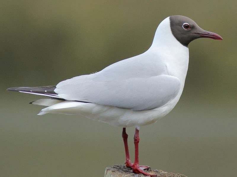 Gulls in California