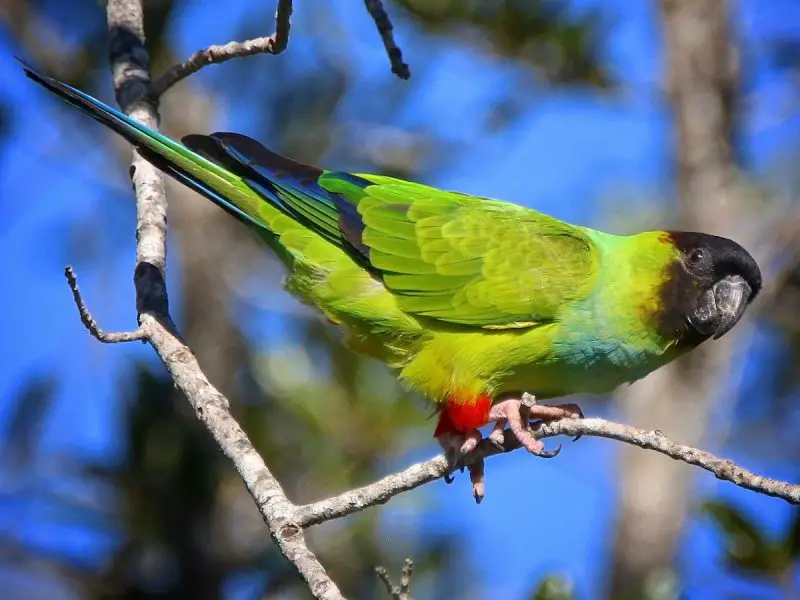 Parrots in California