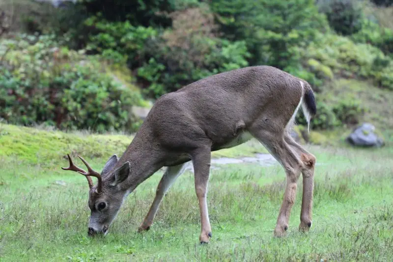Types of Deer in Texas