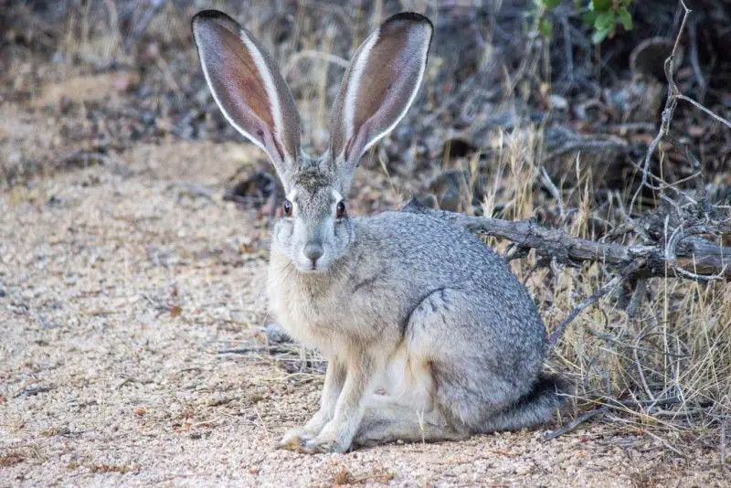 Rabbits in Oklahoma