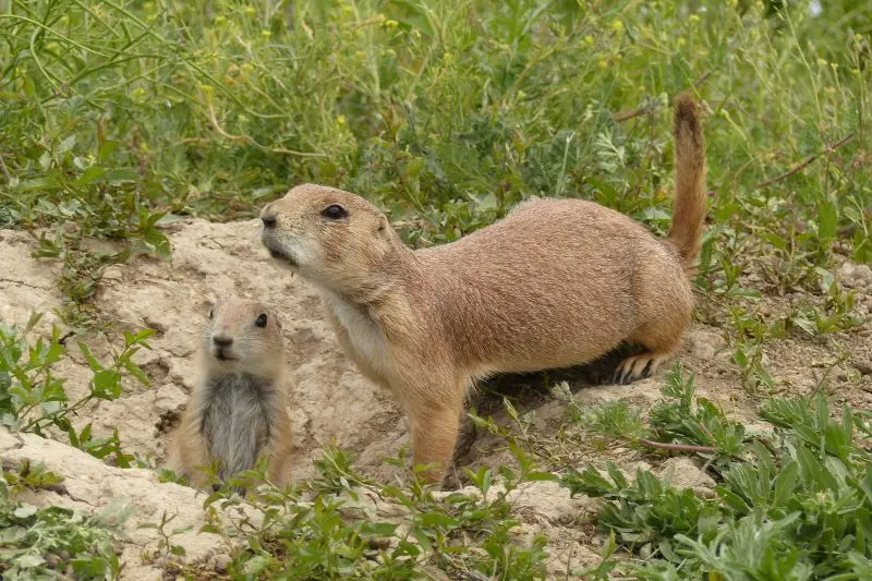 Prairie Dogs Found in Montana