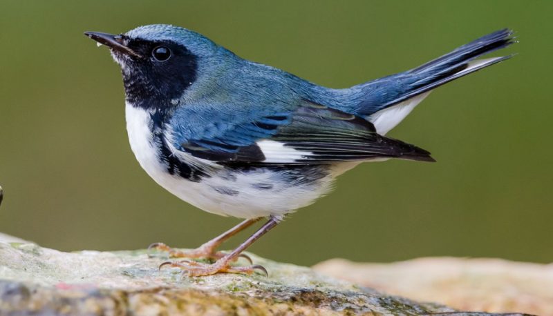Blue Birds in Maryland