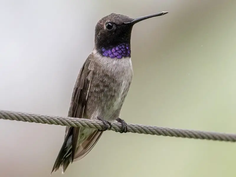 Hummingbirds in North Carolina