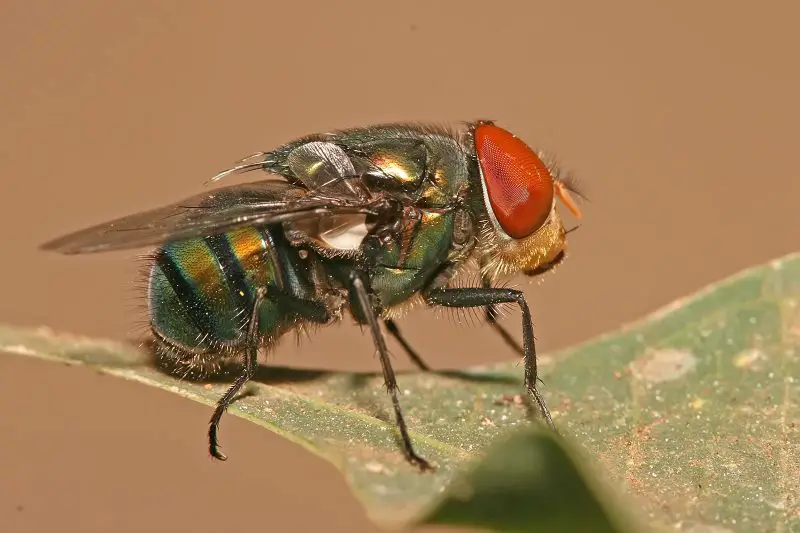 bugs in California