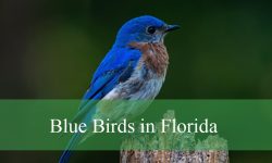 20 Types of Blue Birds in Florida (With Pictures and Identification)